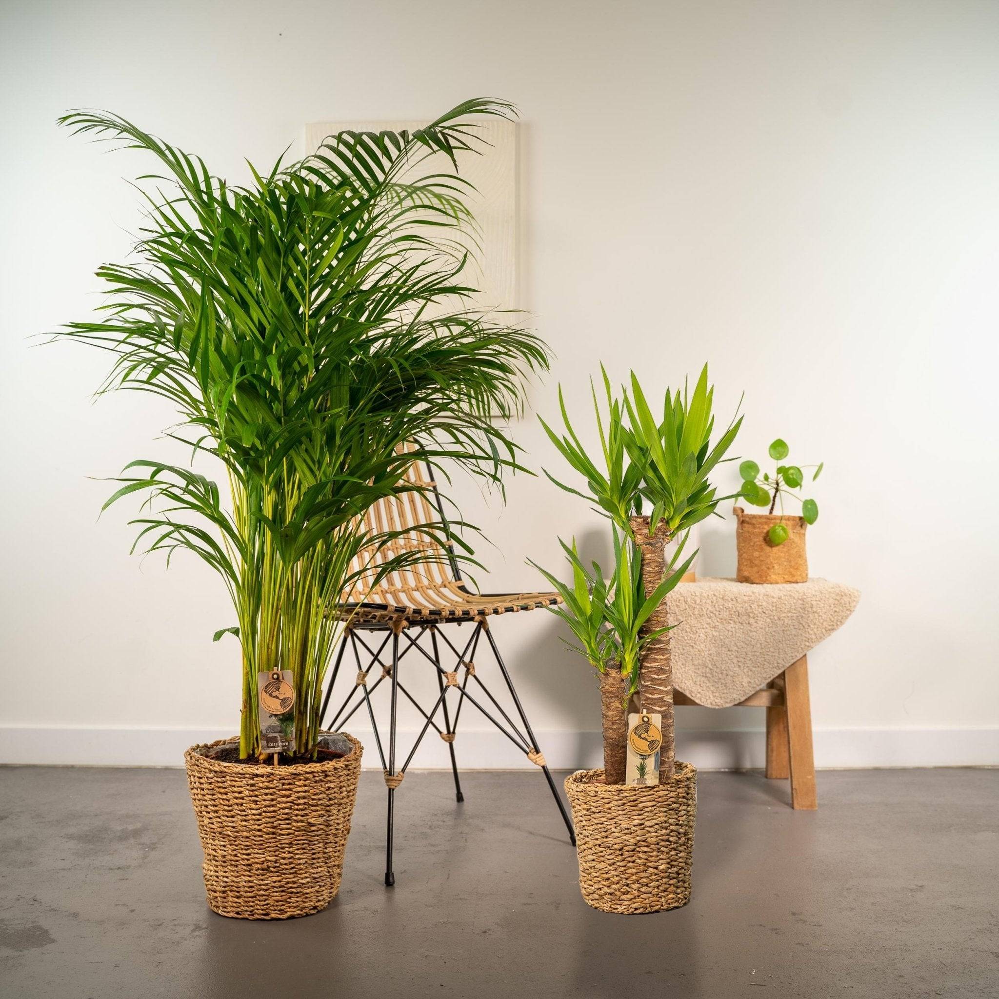 Areca, Yucca, duo de plantes h130cm 130cm - Plante d'intérieur- La Green Touch - Image 5