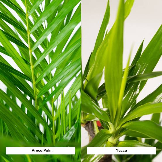 Areca, Yucca, duo de plantes h130cm 130cm - Plante d'intérieur- La Green Touch - Image 4