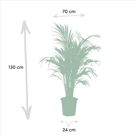 Areca, Yucca, duo de plantes h130cm 130cm - Plante d'intérieur- La Green Touch - Image 3