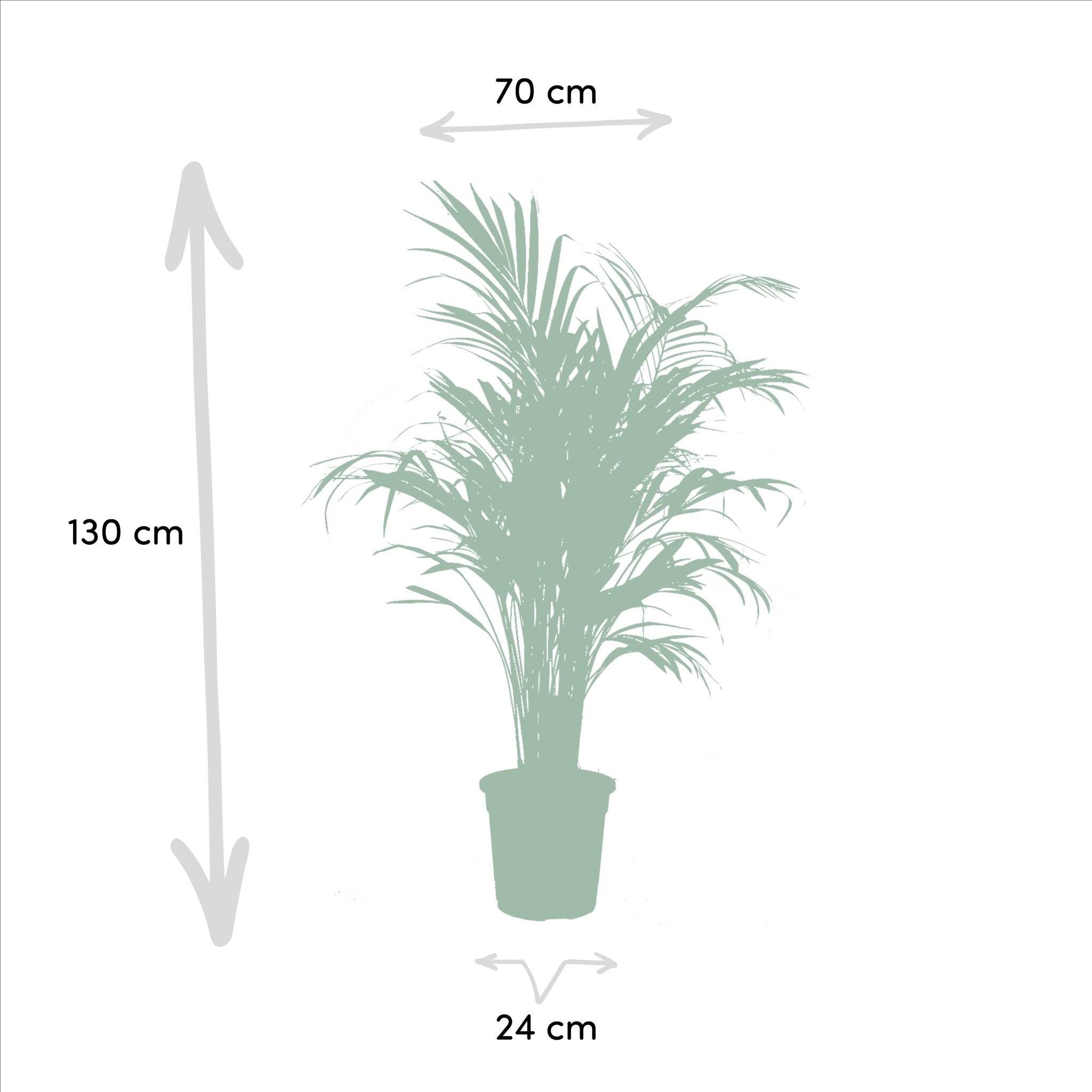 Areca, Yucca, duo de plantes h130cm 130cm - Plante d'intérieur- La Green Touch - Image 3