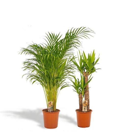Areca, Yucca, duo de plantes h130cm 130cm - Plante d'intérieur- La Green Touch - Image 1