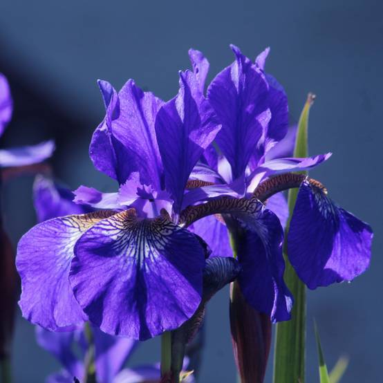 Iris de Sibérie - Iris sibirica Blue King Godet de 8/9 cm