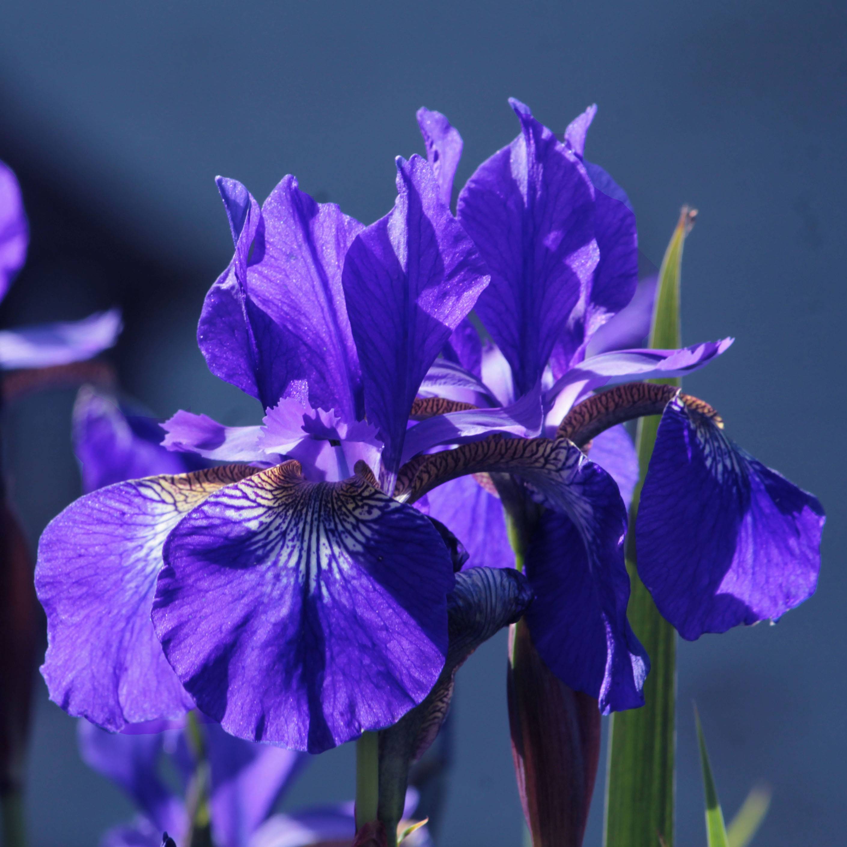 Iris de Sibérie - Iris sibirica Blue King Godet de 8/9 cm