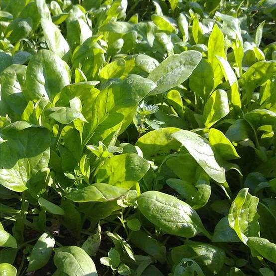 Epinard Amazon F1 - Spinachia oleracea le sachet de 700 graines environ (10g)