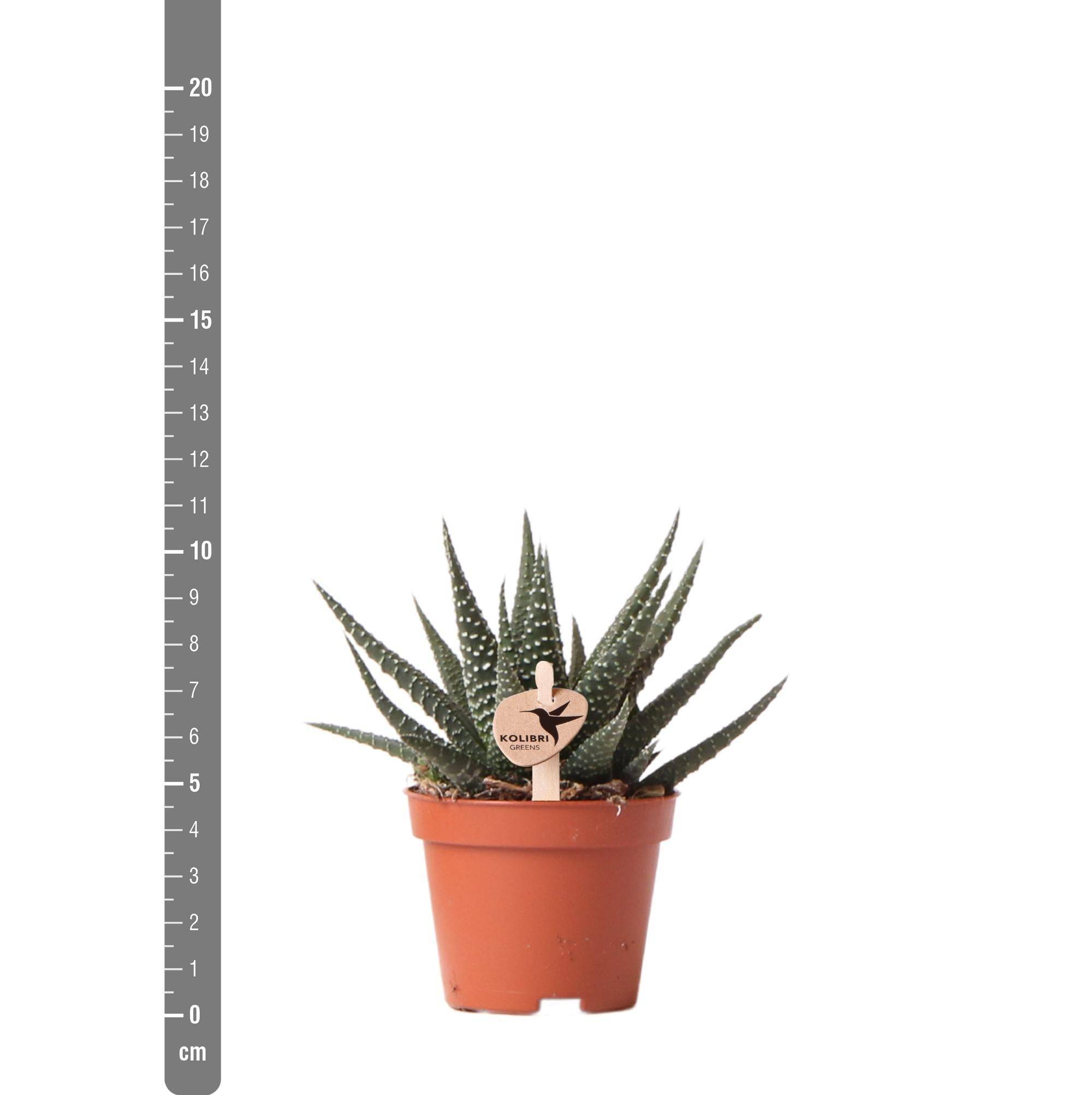 Haworthia Royal Highnness h11cm- La Green Touch - Image 4