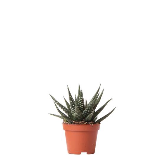 Haworthia Royal Highnness h11cm- La Green Touch - Image 1