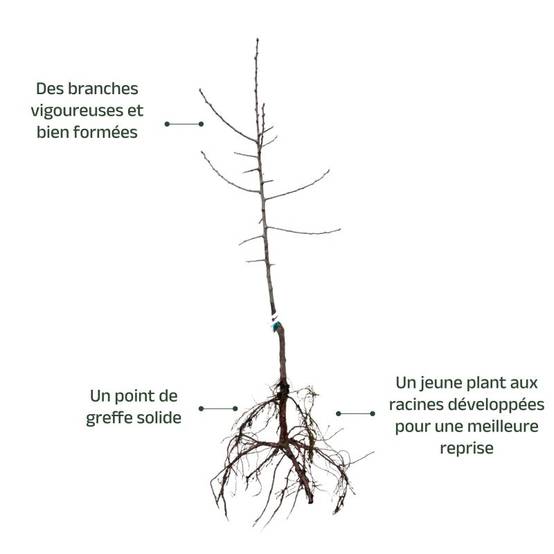 Prunier 'Reine Claude Tardive de Chambourcy' (Prunus domestica 'Reine Claude Tardive de Chambourcy') - Scion de 80 à 100cm - Pépinières Naudet - Image 3