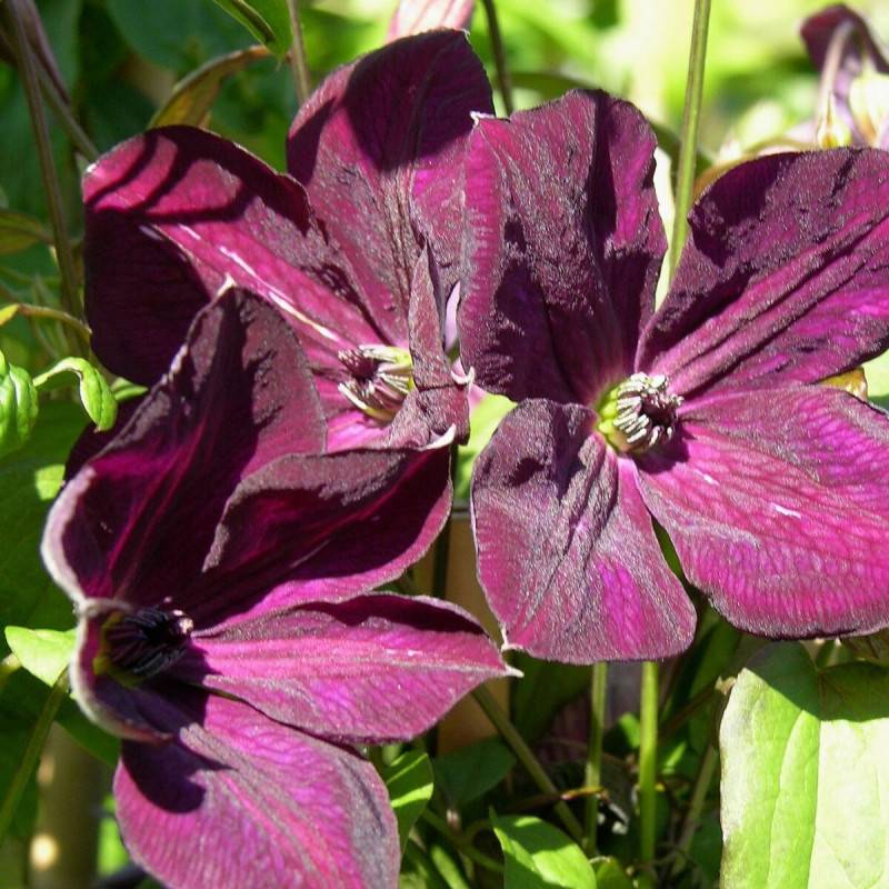 Clématite viticella Royal Velours à fleurs Violette - feuillage Caduc - Pot de 3L - Echelle bambou 60/120 cm-  hauteur à maturité De 3,00 m à 5,00 m - Image 5
