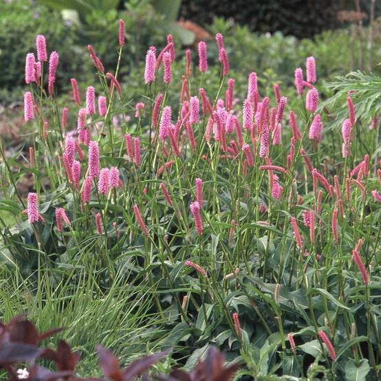 Renouée - Persicaria bistorta Hohe Tatra Godet de 8/9 cm