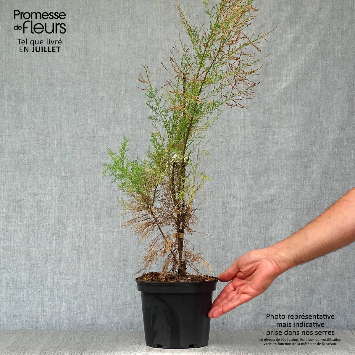 Promesse de Fleurs - Tamarix ramosissima Pink Cascade Pot de 2L/3L - Image 2