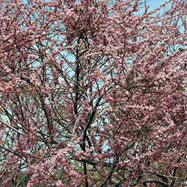 Promesse de Fleurs - Tamarix ramosissima Pink Cascade Pot de 2L/3L - Image 1
