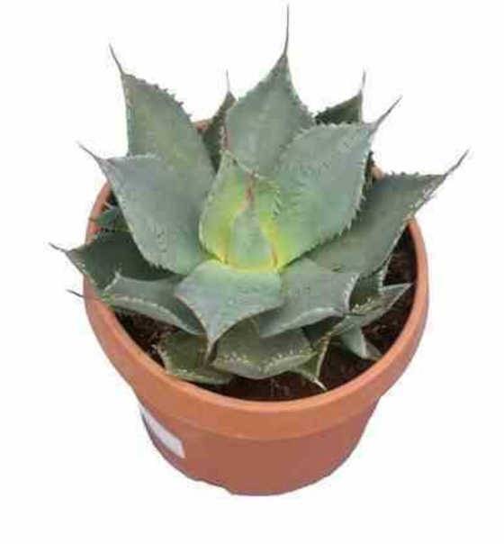 0 - Agave parryi sp. parryi  - Pot de 20L - 50/60cm