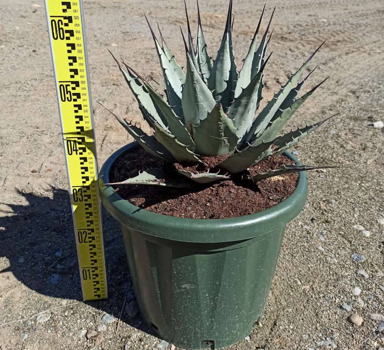 0 - Agave parryi sp. parryi  - Pot de 20L - 50/60cm - Image 2