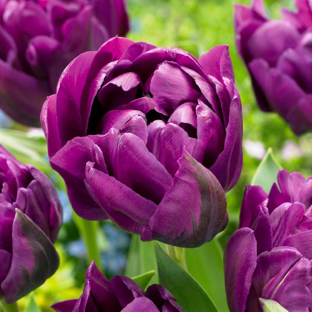 La Green Touch - Tulipe double lilas - 12 bulbes - calibre 11/12
