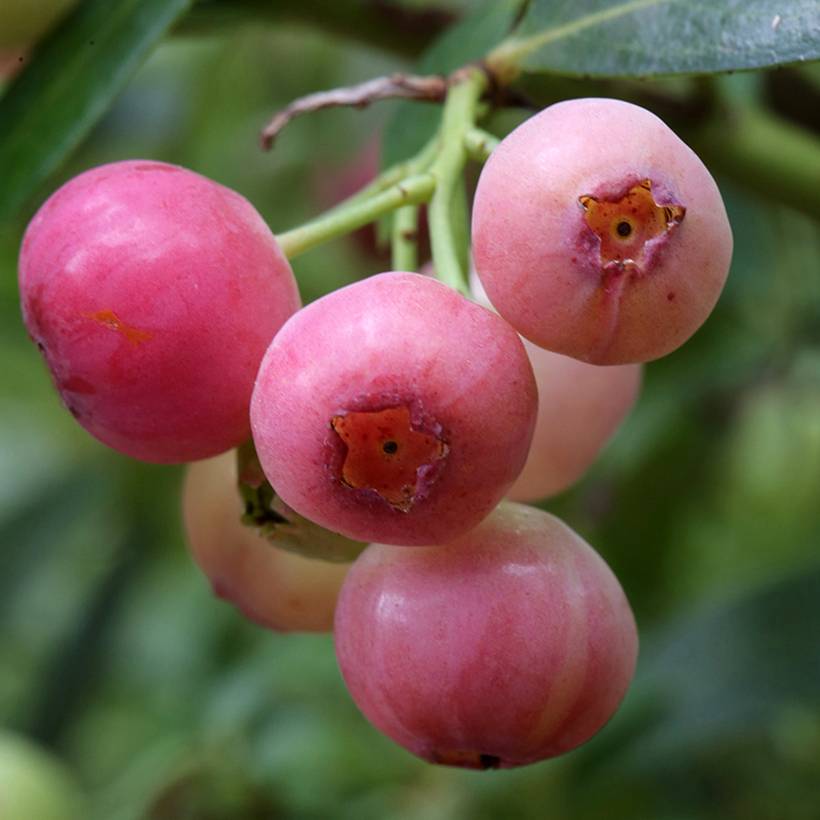 Myrtillier Pink Berry Pot de 2L/3L, Touffe