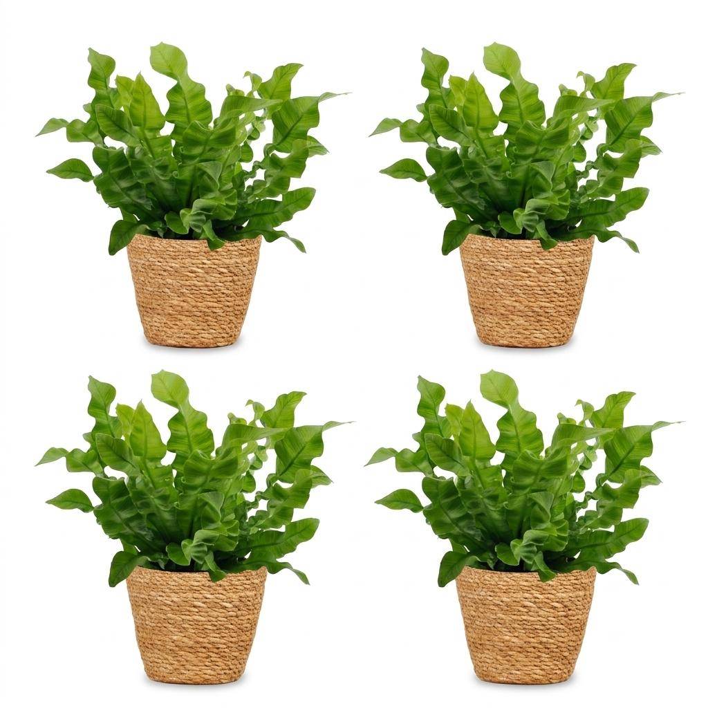 Asplenium Crispy Wave - Fougère Crispy Wave - Pot de 12cm - 4 plantes - Panier - Plantes d'intérieur - Image 2