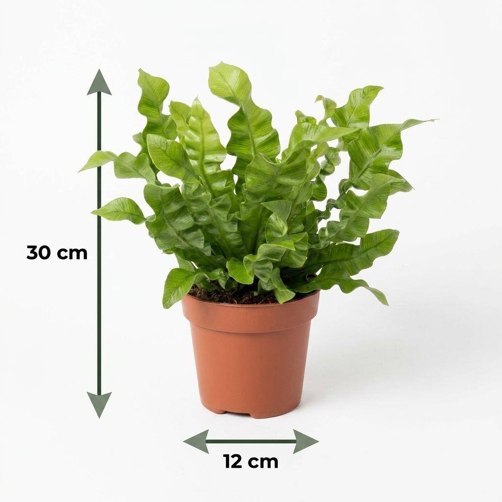 Asplenium Crispy Wave - Fougère Crispy Wave - Pot de 12cm - 4 plantes - Panier - Plantes d'intérieur - Image 5