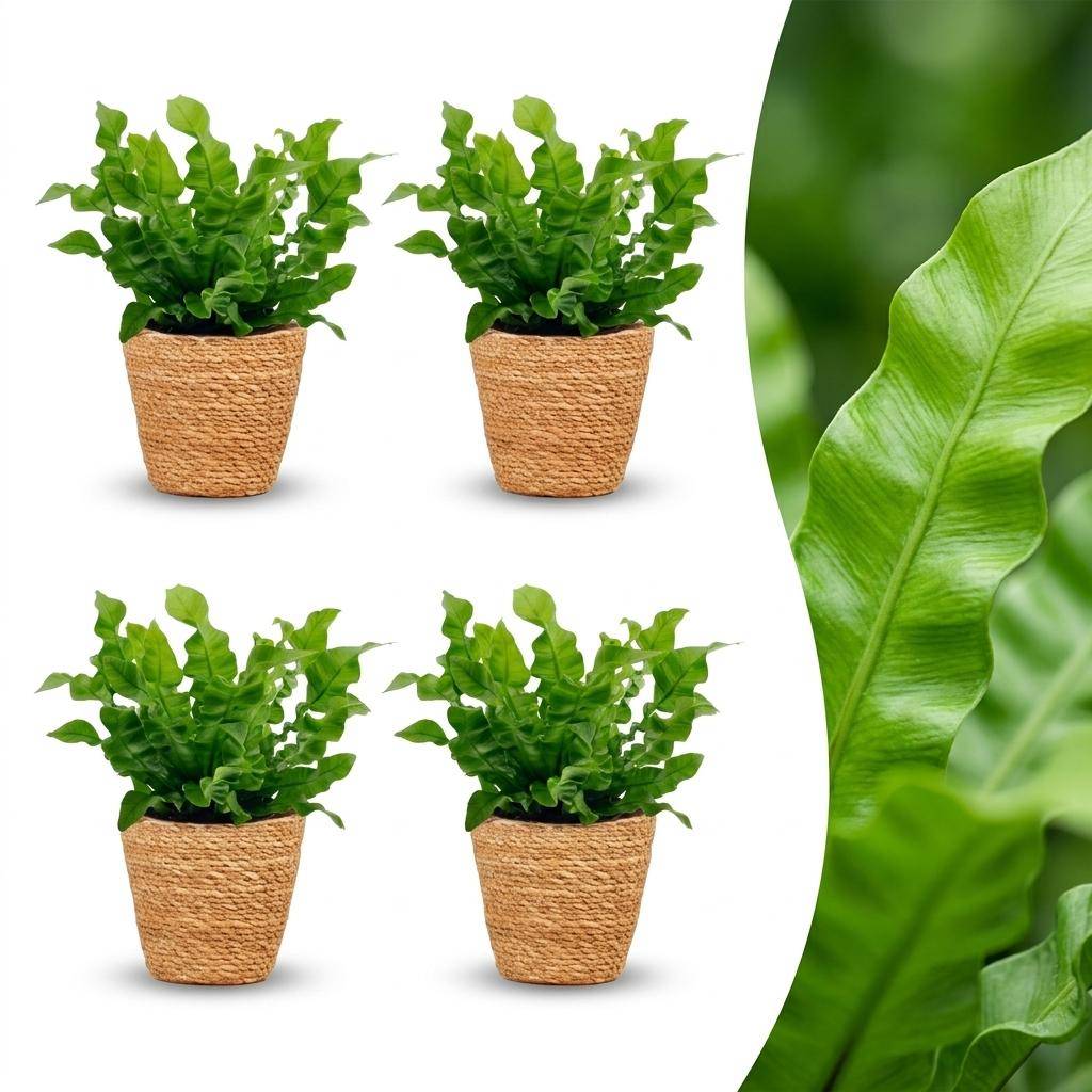 Asplenium Crispy Wave - Fougère Crispy Wave - Pot de 12cm - 4 plantes - Panier - Plantes d'intérieur - Image 1