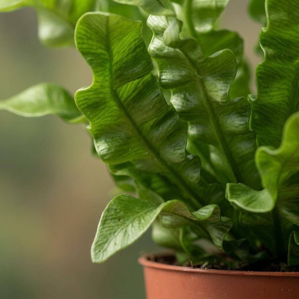 Asplenium Crispy Wave - Fougère Crispy Wave - Pot de 12cm - 4 plantes - Panier - Plantes d'intérieur - Image 4