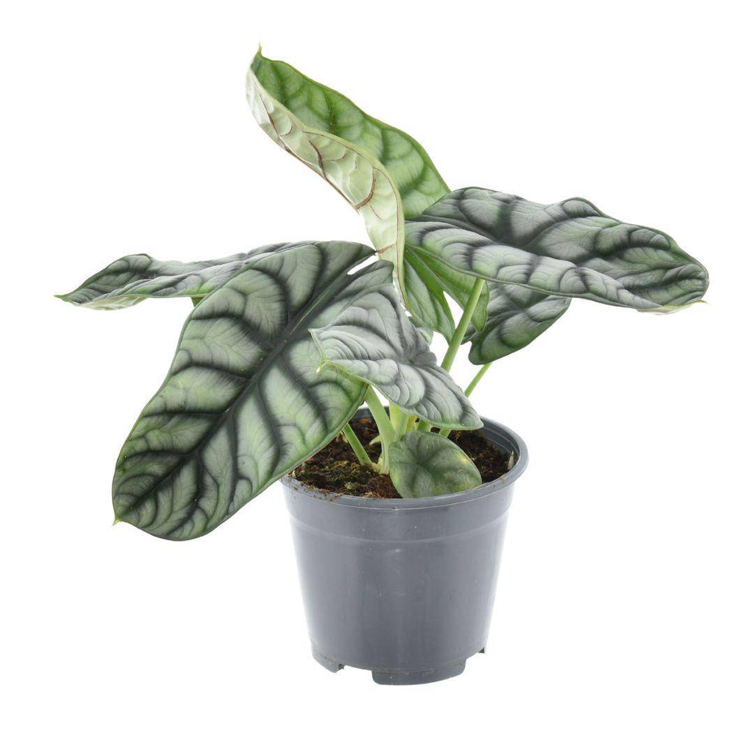 Alocasia Nebula Argent Compacta - D14 H30cm