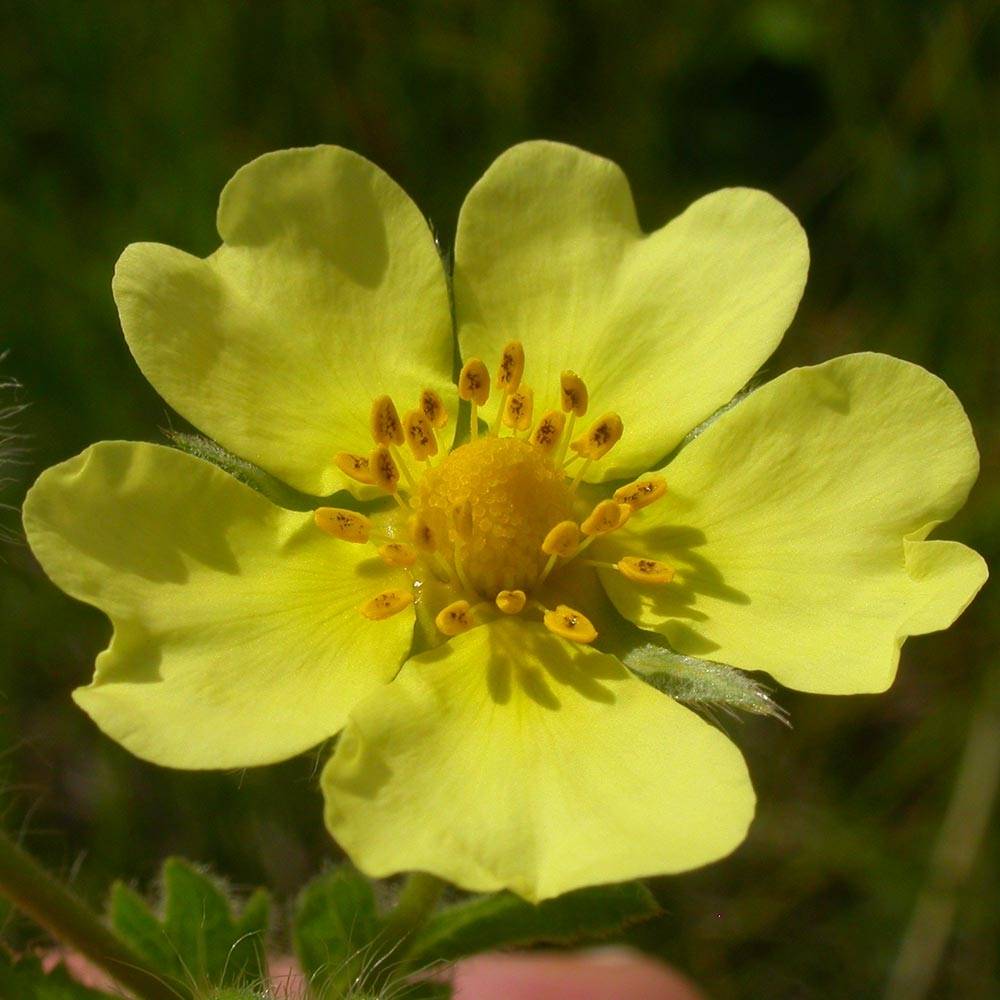 Potentilla recta - Potentille érigée  Godet de 8/9 cm