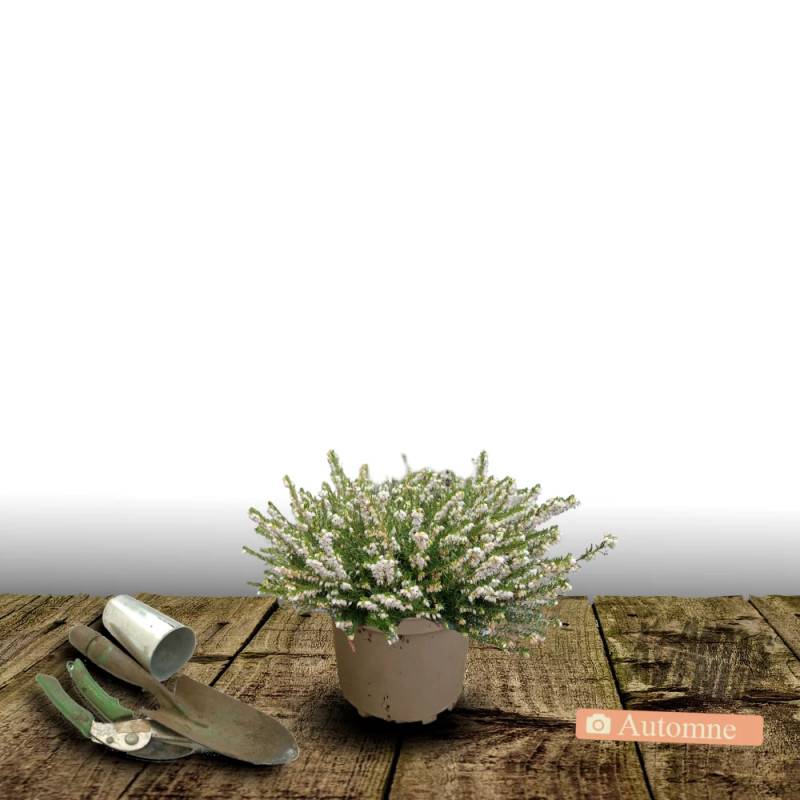 Bruyère d'hiver Silberschmelze à fleurs Blanche - feuillage Persistant - Pot de 3L - 20/40 cm-  hauteur à maturité De 0,15 m à 0,50 m - Image 4