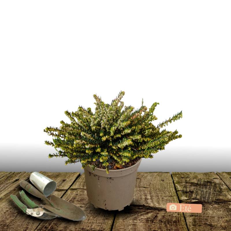 Bruyère d'hiver Silberschmelze à fleurs Blanche - feuillage Persistant - Pot de 3L - 20/40 cm-  hauteur à maturité De 0,15 m à 0,50 m - Image 2
