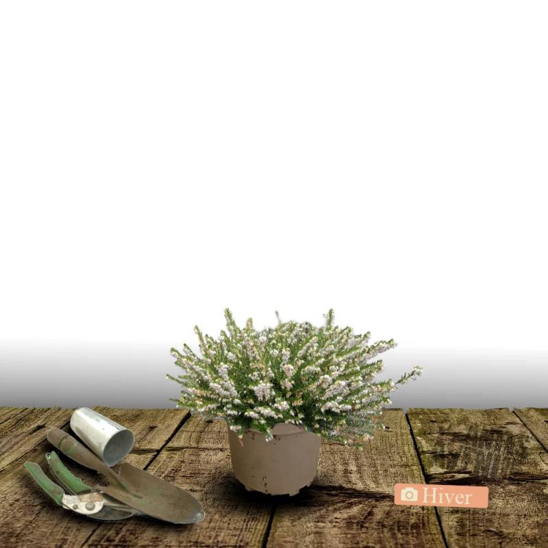 Bruyère d'hiver Silberschmelze à fleurs Blanche - feuillage Persistant - Pot de 3L - 20/40 cm- hauteur à maturité De 0,15 m à 0,50 m - Image 5