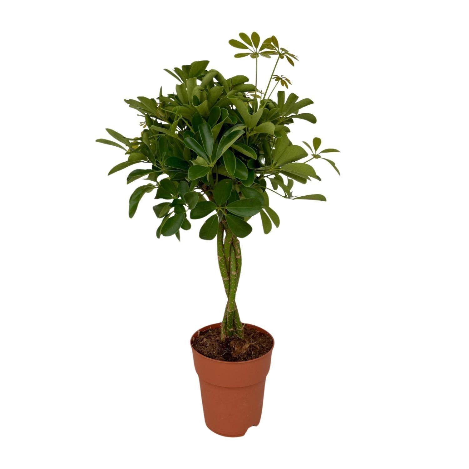 Schefflera Compacta - D19 H80cm