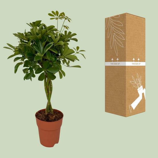 Schefflera Compacta - D19 H80cm - Image 3