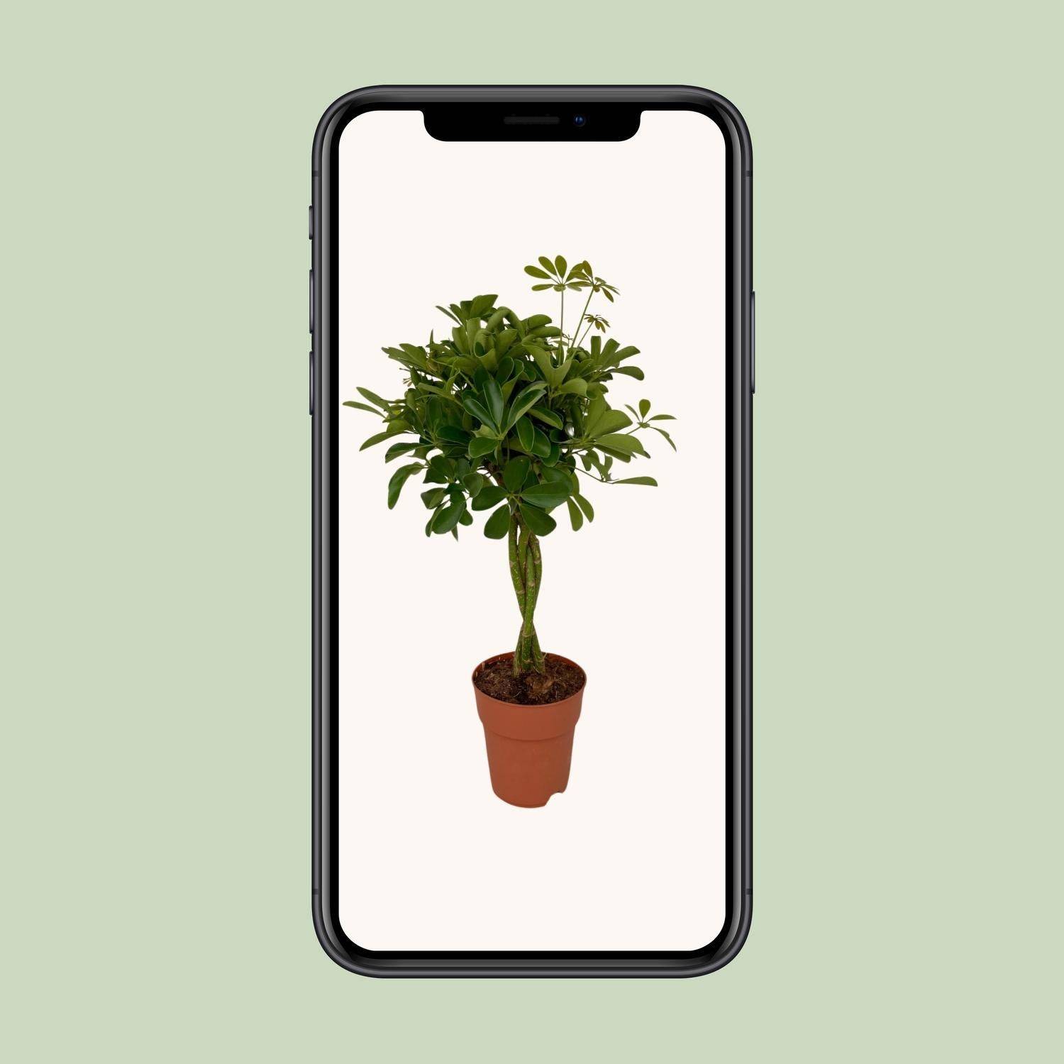 Schefflera Compacta - D19 H80cm - Image 4