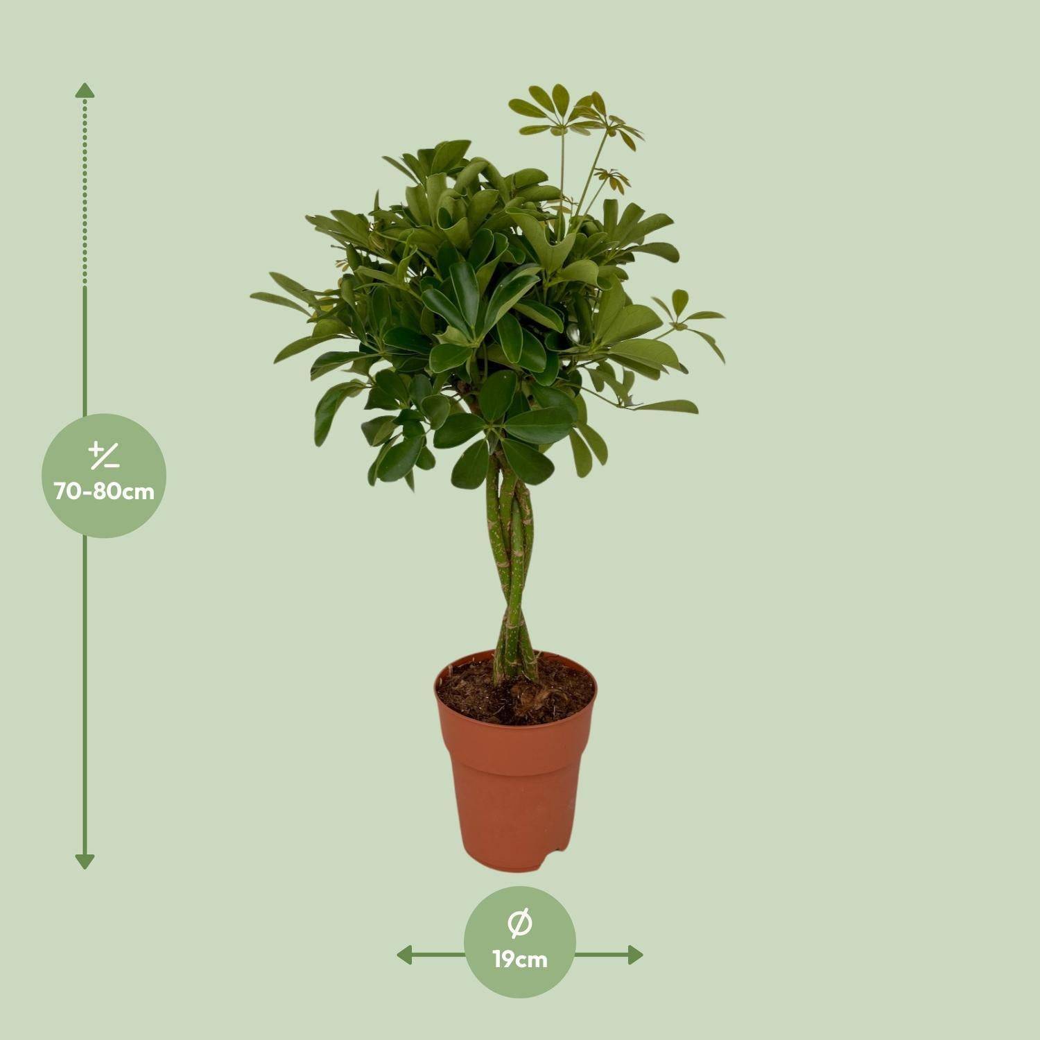 Schefflera Compacta - D19 H80cm - Image 2