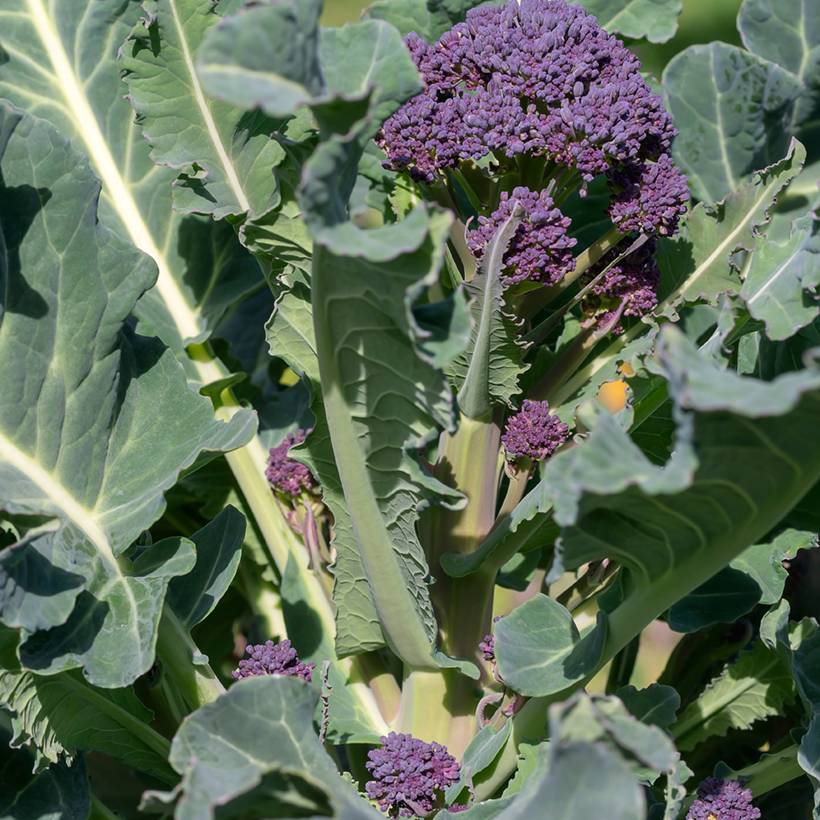 Promesse de Fleurs - Chou Brocoli Early Purple Sprouting le sachet de 200 graines environ (1g)