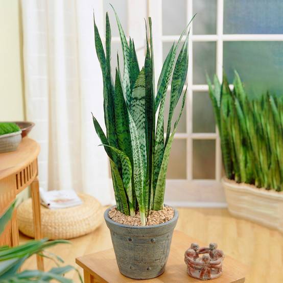 Gardenersdream - Sansevieria Black Coral - Langue De Belle-Mère | Plante Cadeau En Pot Pour La Maison Ou Le Bureau - GardenersDream - Image 1
