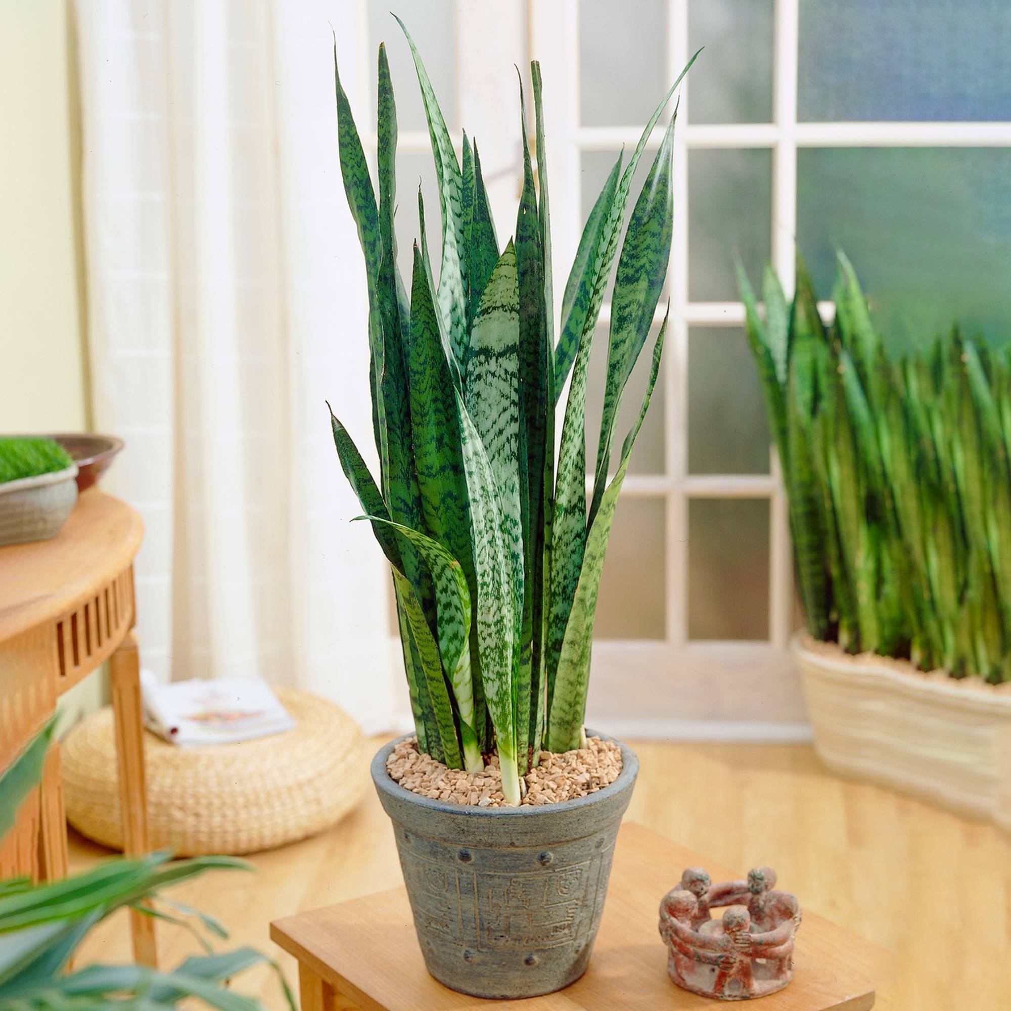 Gardenersdream - Sansevieria Black Coral - Langue De Belle-Mère | Plante Cadeau En Pot Pour La Maison Ou Le Bureau - GardenersDream - Image 1