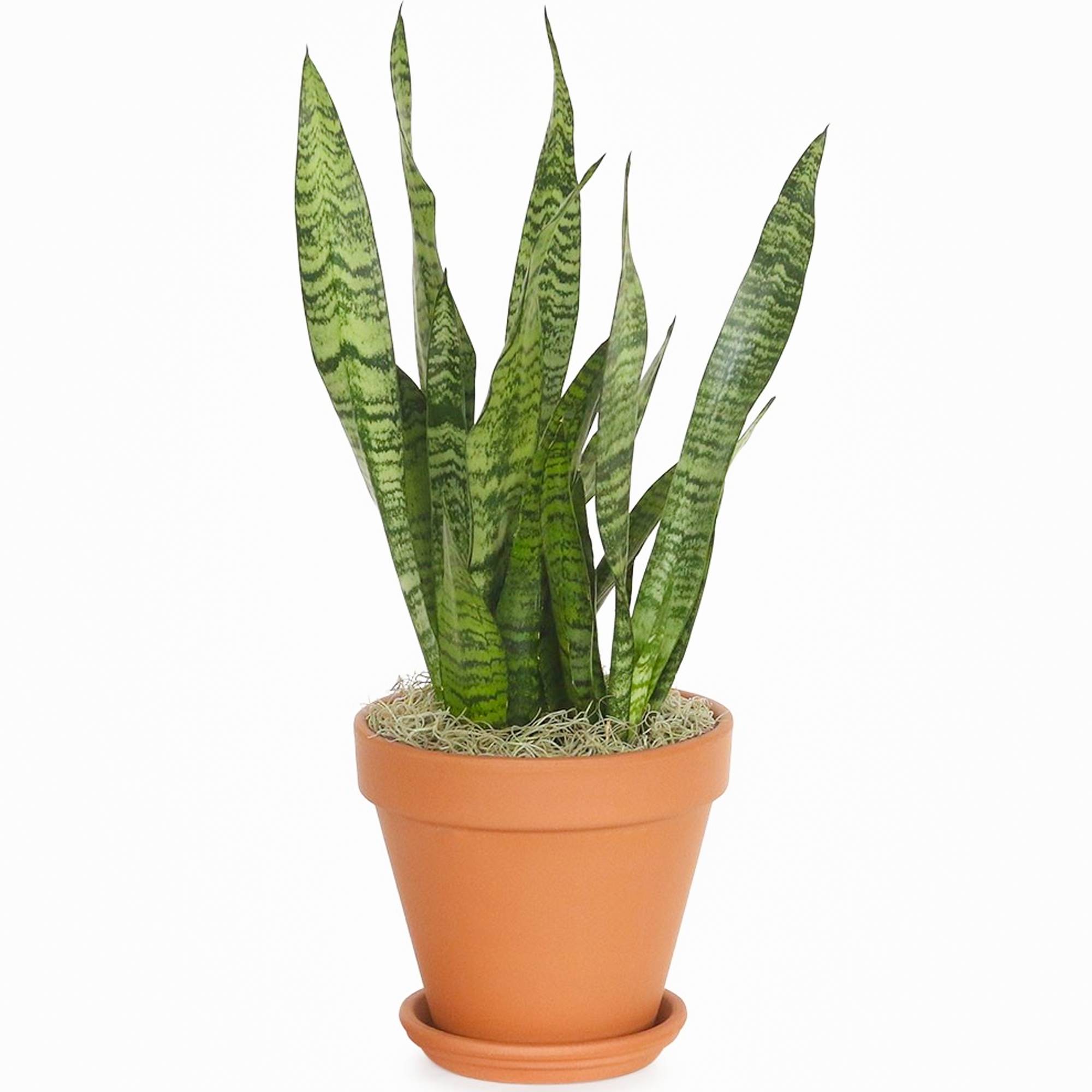 Gardenersdream - Sansevieria Black Coral - Langue De Belle-Mère | Plante Cadeau En Pot Pour La Maison Ou Le Bureau - GardenersDream - Image 3