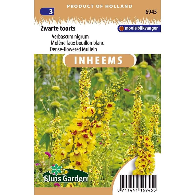 Graines de Molène noire ou Bouillon-noir - Verbascum nigrum le sachet de 2550 graines environ (0,3g)