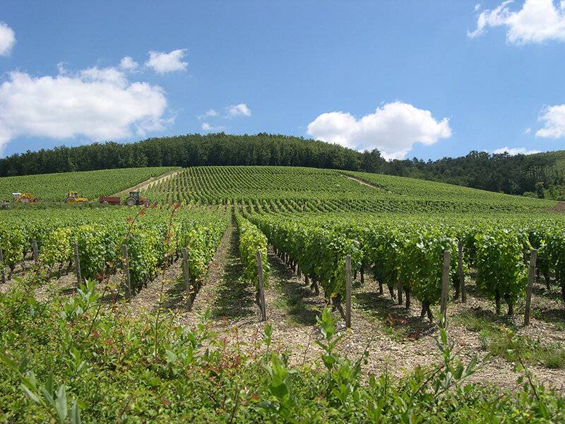 SMARTBOX - Coffret cadeau À la découverte de nos vignobles - Image 3