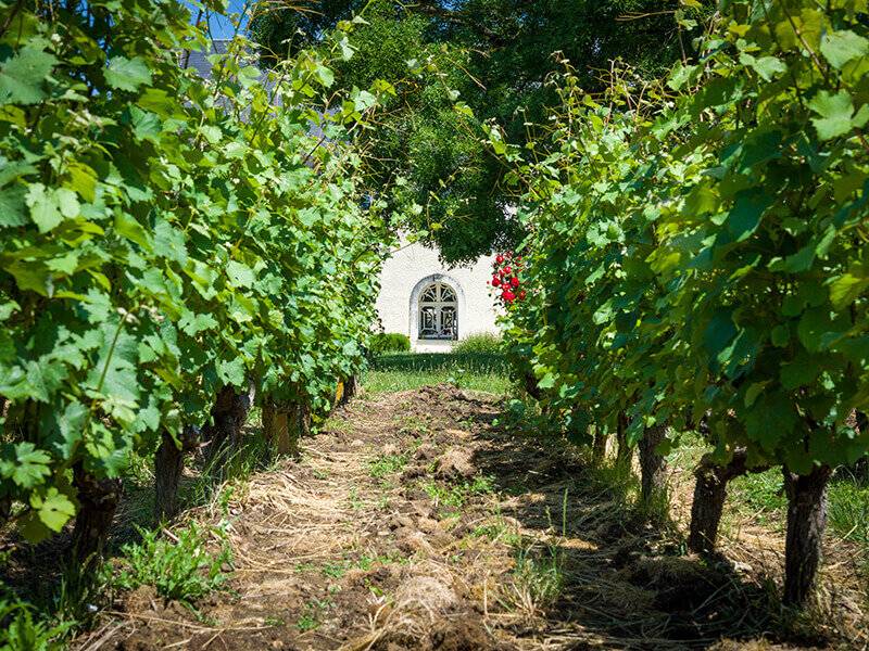 SMARTBOX - Coffret cadeau À la découverte de nos vignobles - Image 4