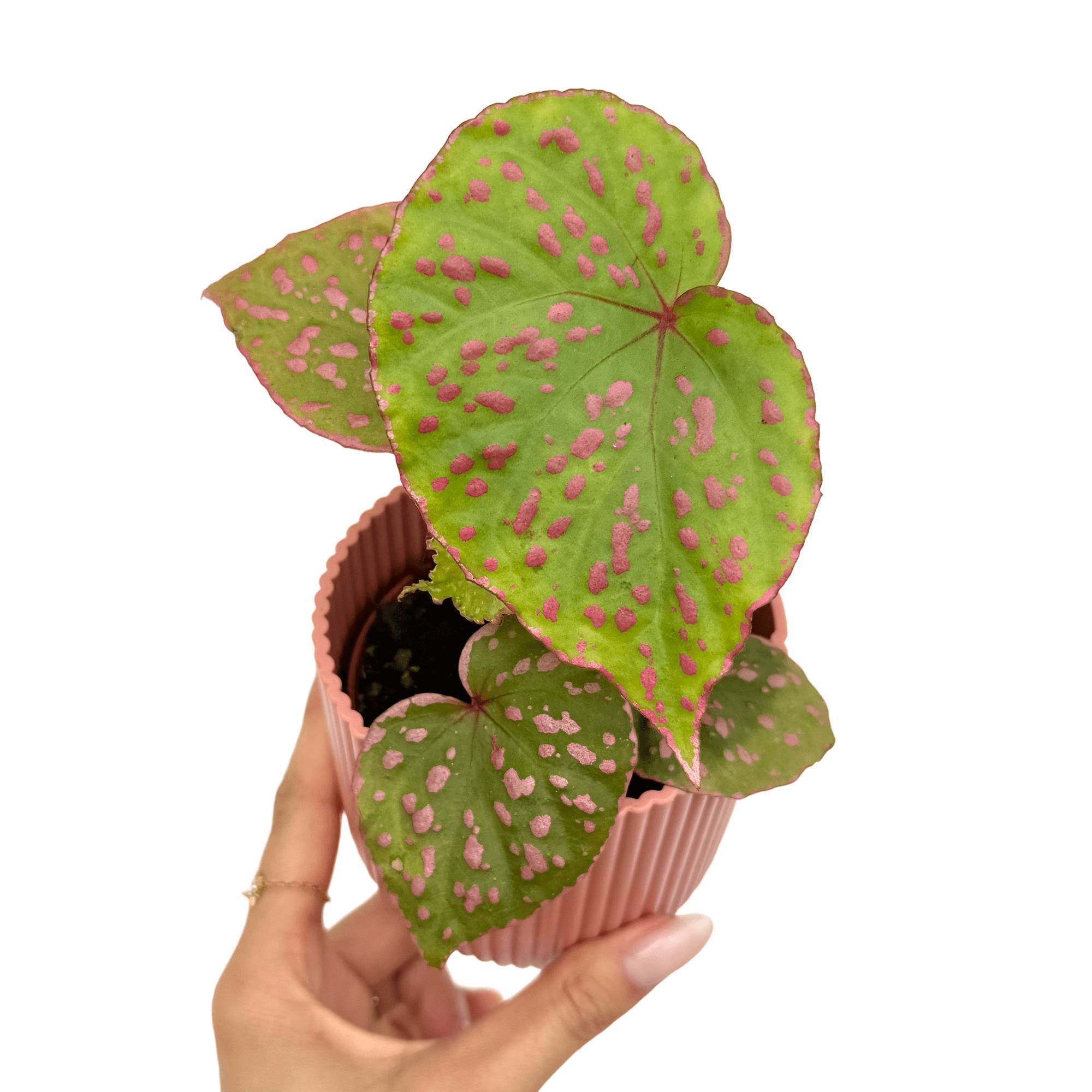 Begonia sp. Muara Wahau - Pot de 8cm - Plantes d'intérieur - Image 2