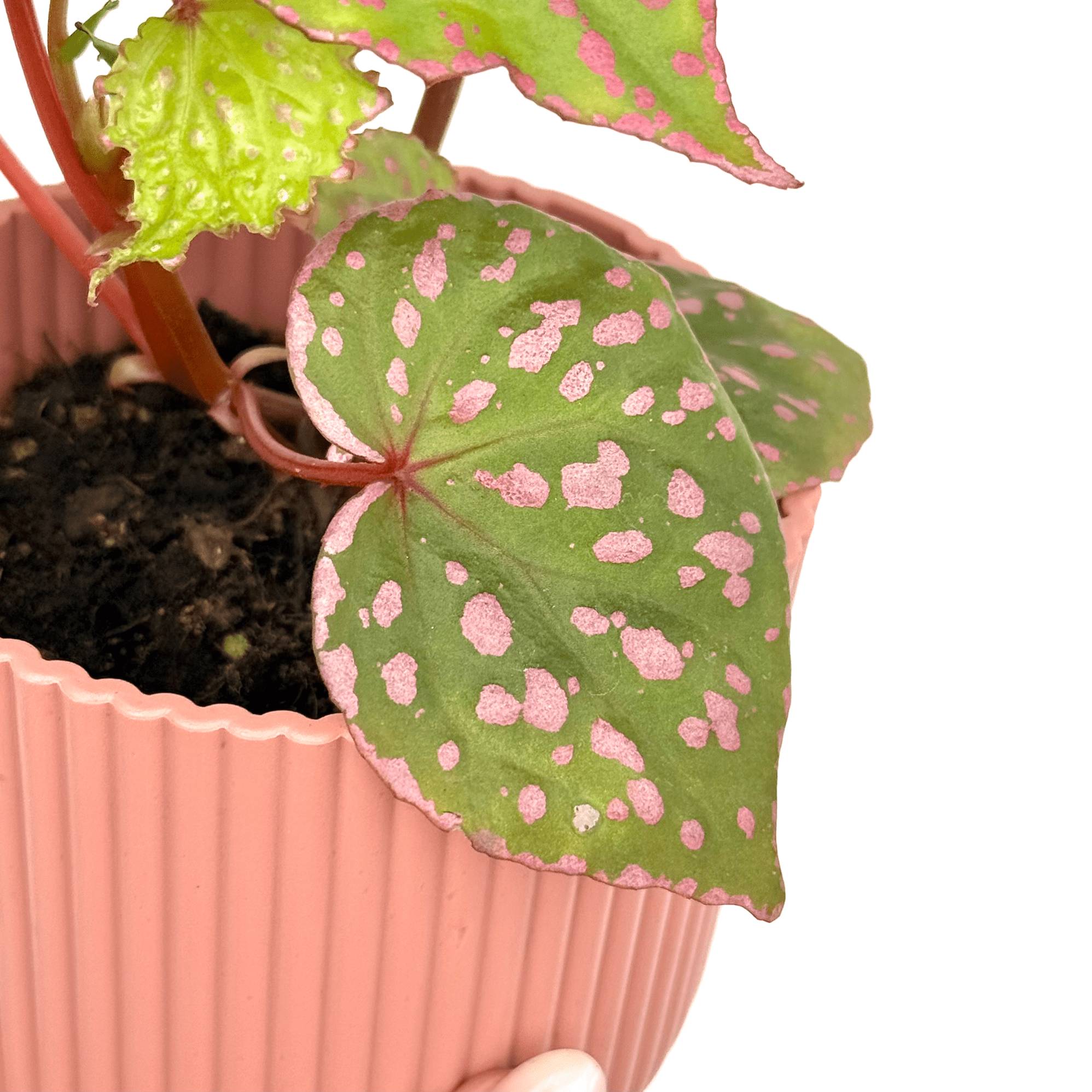 Begonia sp. Muara Wahau - Pot de 8cm - Plantes d'intérieur