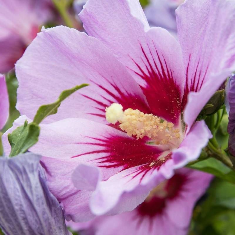 Hibiscus Woodbridge, Althéa à fleurs Rose - feuillage Caduc - Pot de 4L - 40/60 cm- hauteur à maturité De 1,00 m à 1,50 m - Image 1