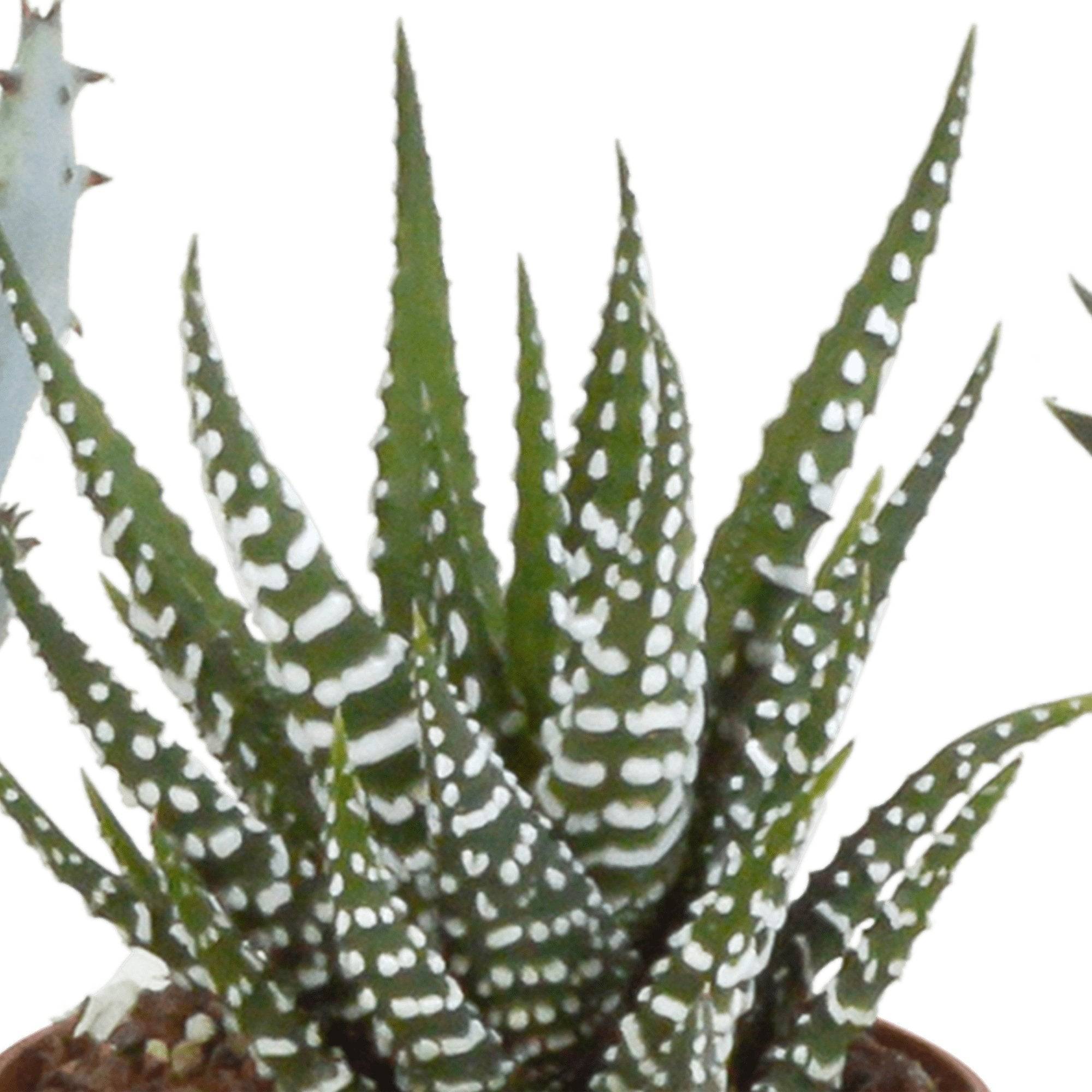Coffret Gasteria, Haworthia - Lot de 5 plantes, h13cm- La Green Touch - Image 4
