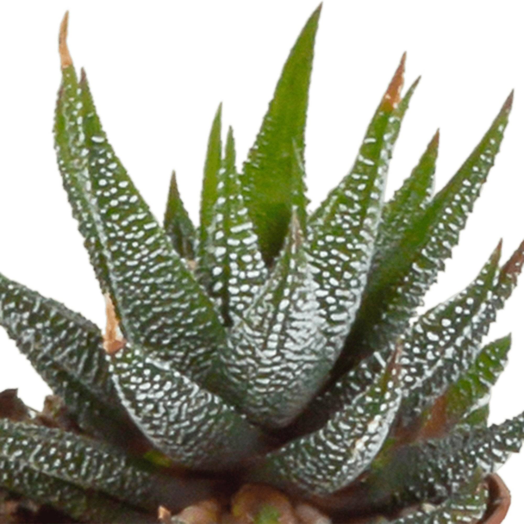 Coffret Gasteria, Haworthia - Lot de 5 plantes, h13cm- La Green Touch - Image 3
