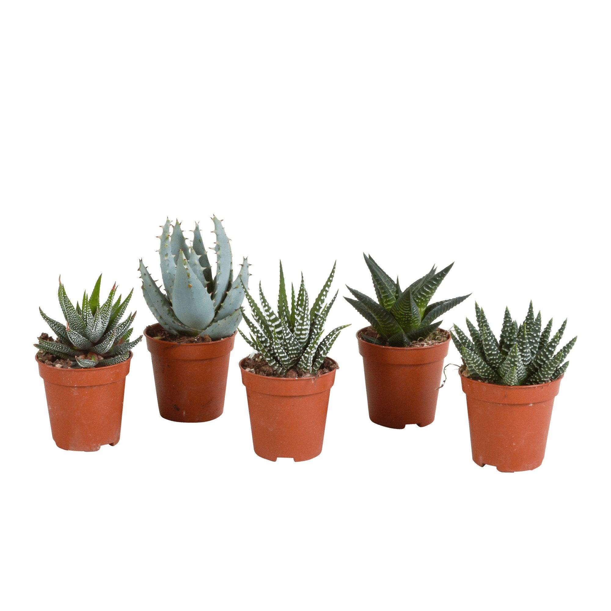 Coffret Gasteria, Haworthia - Lot de 5 plantes, h13cm- La Green Touch - Image 2