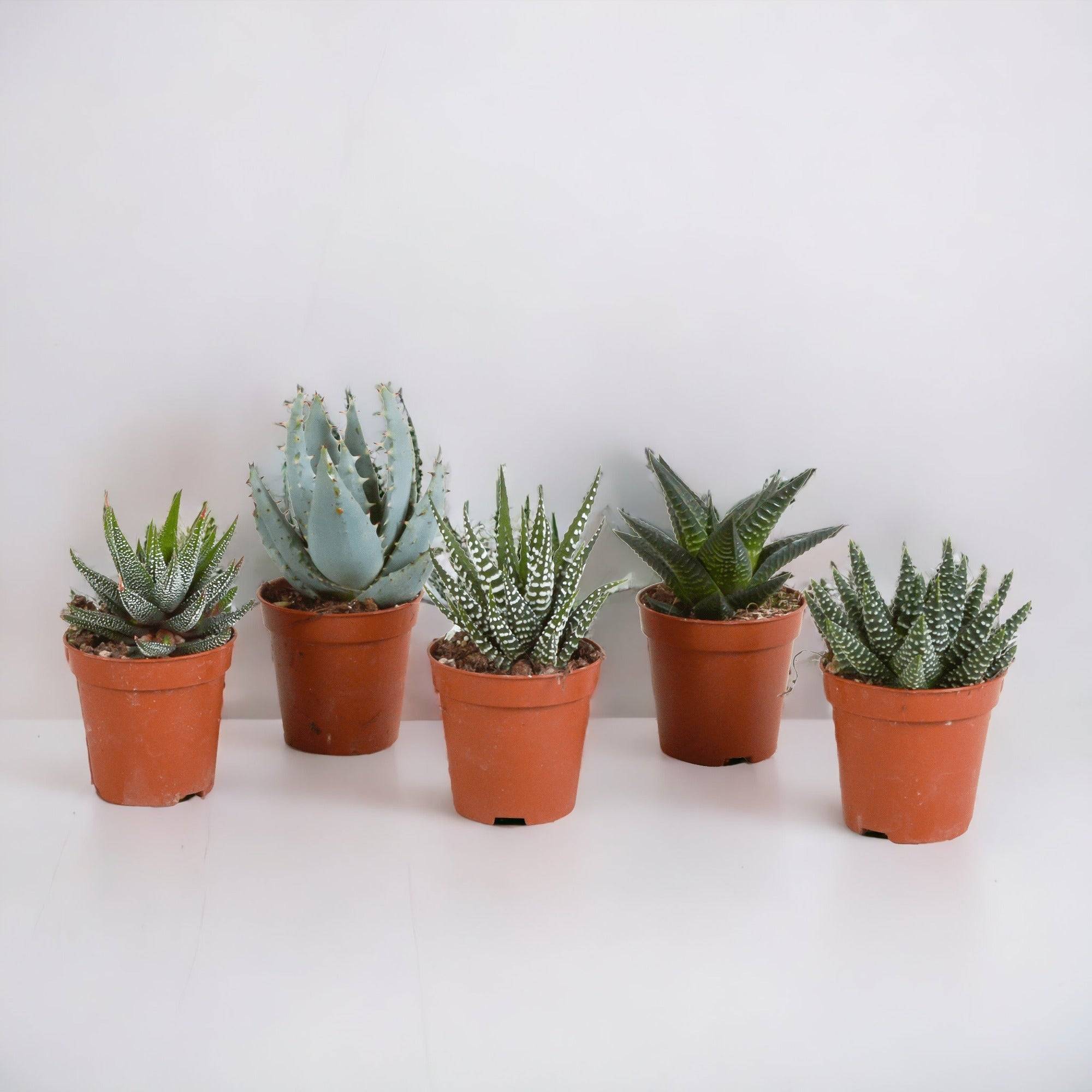 Coffret Gasteria, Haworthia - Lot de 5 plantes, h13cm- La Green Touch - Image 1