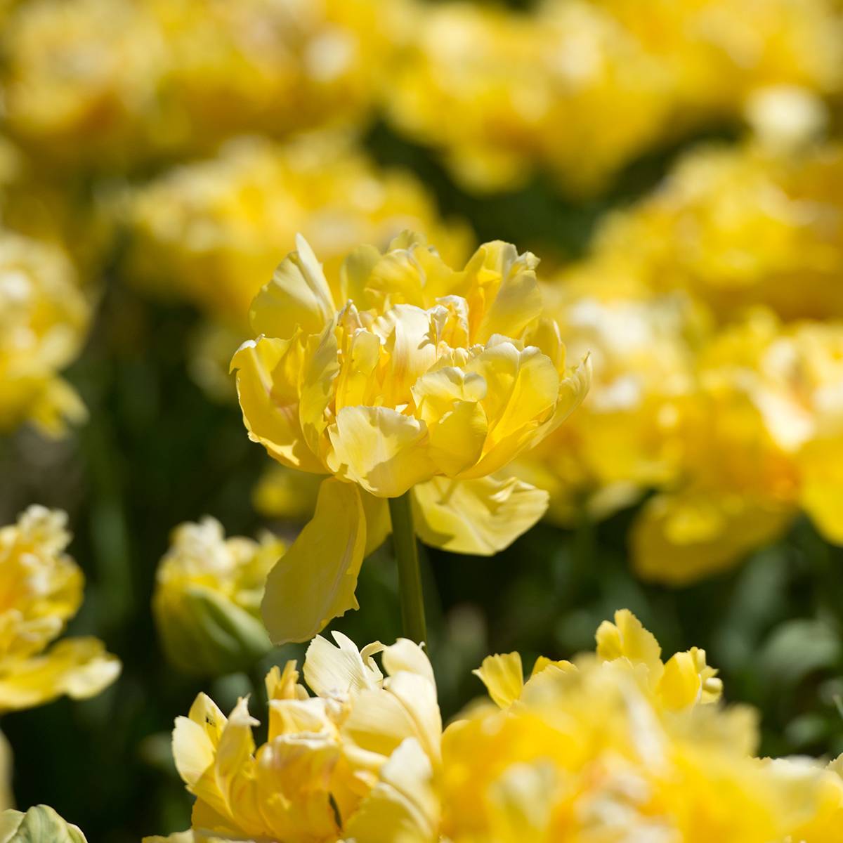 Promesse de Fleurs - Tulipe double hâtive Yellow Margarita Bulbe calibre 11+ (par 10)