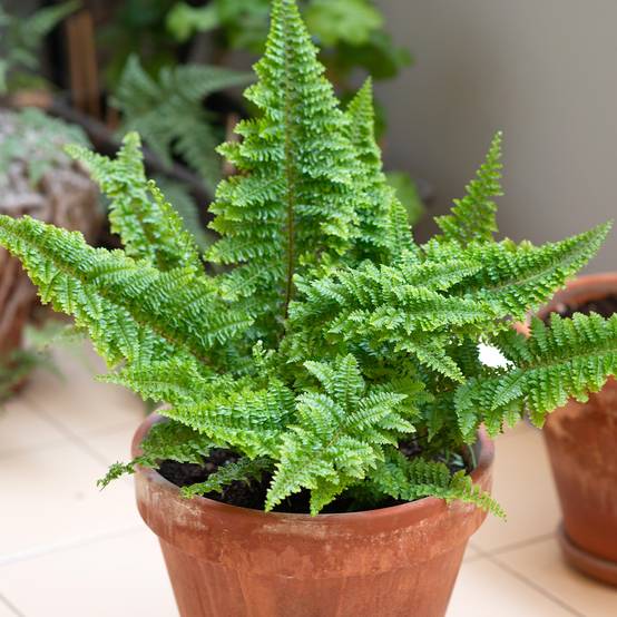 Nephrolepis exaltata Cotton Candy - Fougère de Boston Mini-plante