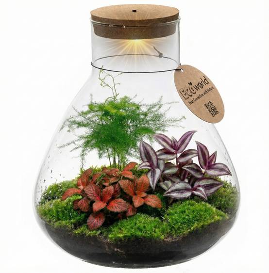 0 - Terrarium de Plantes Ø30 cm - Écosystème - Verre - DIY - Image 1