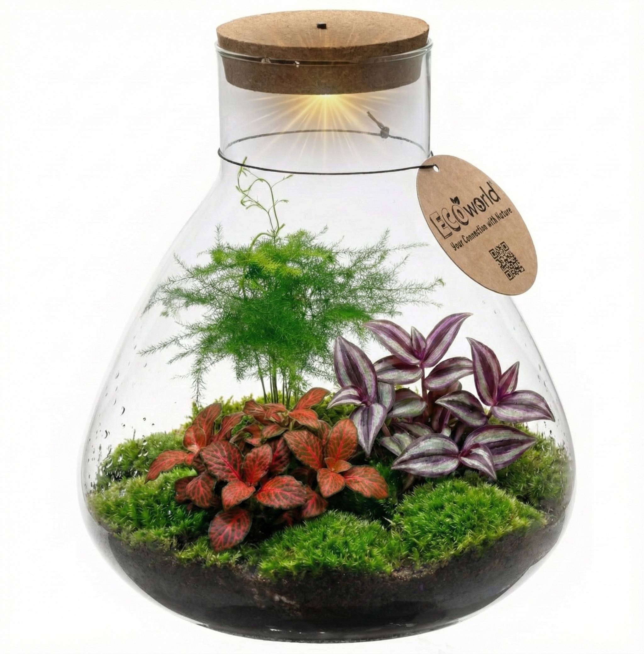 0 - Terrarium de Plantes Ø30 cm - Écosystème - Verre - DIY - Image 1